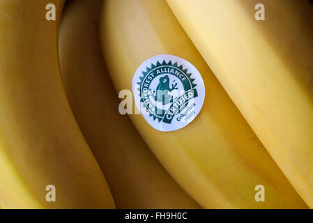 Colombie Rainforest Alliance autocollant sur les bananes Banque D'Images