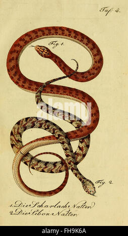 Naturgeschichte der Amphibien de Herrn de la Cepede est un travail sur l'histoire naturelle des amphibiens et des reptiles, y compris les animaux à quatre pattes et les serpents, contribuant à la recherche en herpétologie. Banque D'Images