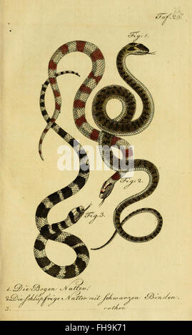 Un ouvrage complet sur l'histoire naturelle des amphibiens, des quadrupèdes et des serpents, tel que détaillé par Herrn de la Cepede, hébergé à l'Université Harvard, MCZ, Ernst Mayr Library. Banque D'Images