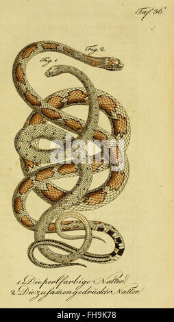 Un ouvrage de Herrn de la Cepede sur l'histoire naturelle des amphibiens et des reptiles, en particulier des animaux à quatre pattes et des serpents, conservé à MCZ de l'Université Harvard et à la bibliothèque Ernst Mayr. Banque D'Images