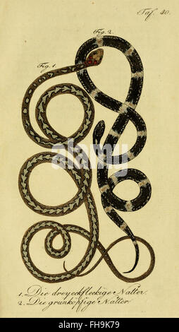 Un ouvrage historique de Herrn de la Cepede sur l'histoire naturelle des amphibiens et des reptiles, mettant en vedette des espèces d'amphibiens et de reptiles hébergées à l'Université Harvard. Banque D'Images