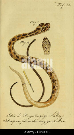 Un ouvrage d'histoire naturelle du XVIIIe siècle par de la Cepede, détaillant les amphibiens, les reptiles et les créatures à quatre pattes, avec des descriptions et des classifications des espèces. Banque D'Images