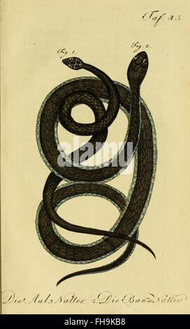 Un ouvrage d'histoire naturelle de Herrn de la Cepede détaillant les amphibiens, les animaux à quatre pattes et les serpents, se concentrant sur la classification et le comportement. Banque D'Images