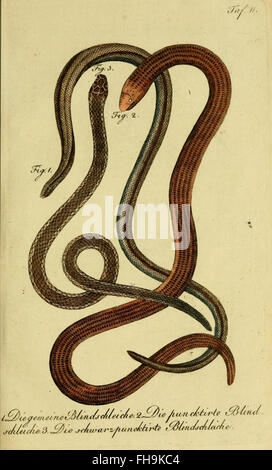 Un travail exhaustif de Herrn de la Cepede sur les amphibiens et les reptiles, détaillant leur histoire naturelle et leurs caractéristiques biologiques, tenu dans les bibliothèques de l'Université Harvard. Banque D'Images