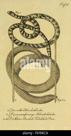 oder der enerlegenden vierfussigen Thiere und der Schlangen Banque D'Images