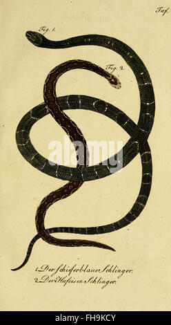 L'histoire naturelle des amphibiens, des quadrupèdes et des serpents telle que détaillée par Herrn de la Cepede, un travail important dans la classification zoologique et l'étude. Banque D'Images