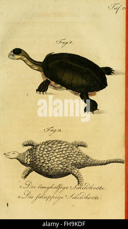 Un travail détaillé de Herrn de la Cepede sur l'histoire naturelle des amphibiens, des animaux à quatre pattes et des serpents, fournissant un aperçu de la biologie et des comportements de ces espèces. Banque D'Images