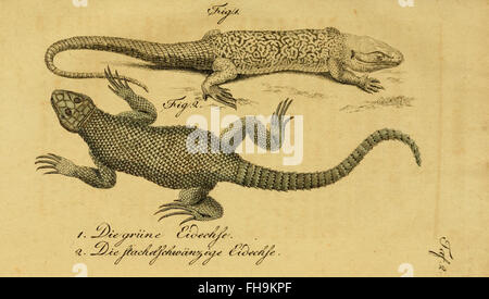 Un vaste travail de Herrn de la Cepede sur les amphibiens et les reptiles, axé sur leur anatomie, leur comportement et leur taxonomie, conservé dans les collections de l'Université Harvard et de MCZ. Banque D'Images