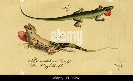 Une étude détaillée sur l'histoire naturelle des amphibiens, des animaux à quatre pattes et des serpents, écrite par Herrn de la Cepede, axée sur leur classification et leur importance écologique. Banque D'Images