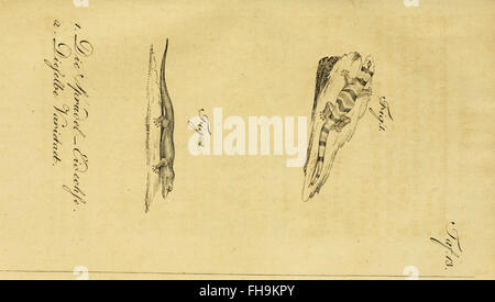 Un ouvrage français de Herrn de la Cepede sur les amphibiens, les reptiles et les animaux à quatre pattes, fournissant une documentation sur l'histoire naturelle précoce de ces espèces. Banque D'Images