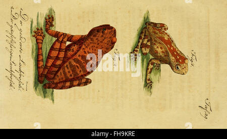 Naturgeschichte der Amphibien, par Herrn de la Cepede, un travail précoce sur l'histoire naturelle des amphibiens, des animaux à quatre pattes et des serpents, axé sur la taxonomie et la classification. Banque D'Images