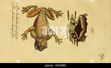 Un ouvrage historique sur l'histoire naturelle des amphibiens, des animaux à quatre pattes et des serpents, écrit par Herrn de la Cepede, disponible à la bibliothèque Ernst Mayr de l'Université Harvard. Banque D'Images