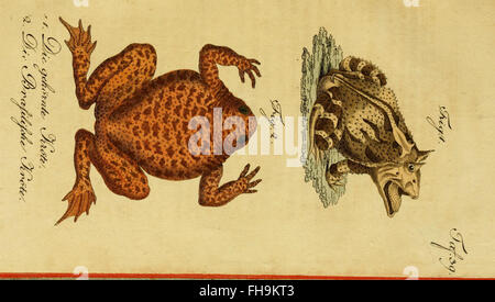 Naturgeschichte der Amphibien de Herrn de la Cepede, une étude des amphibiens, des animaux à quatre pattes et des serpents, hébergée à la MCZ de l'Université Harvard et à la bibliothèque Ernst Mayr. Banque D'Images