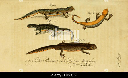 Une histoire naturelle des amphibiens, des animaux à quatre pattes et des serpents par Herrn de la Cepede, hébergée à la bibliothèque de l'Université Harvard, se concentrant sur la biologie et le comportement de ces créatures. Banque D'Images