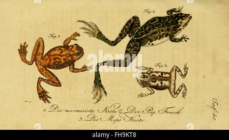 Histoire naturelle des amphibiens de Herrn de la Cepede, ou les animaux à quatre pattes et les serpents, amphibiens, Université Harvard, MCZ, Bibliothèque Ernst Mayr, reptiles Banque D'Images
