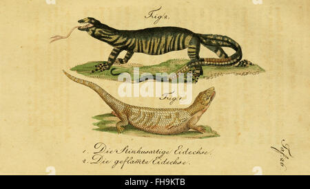 Un ouvrage de Herrn de la Cepede sur l'histoire naturelle des amphibiens, des quadrupèdes et des serpents, conservé dans la collection de la bibliothèque de l'Université Harvard. Banque D'Images