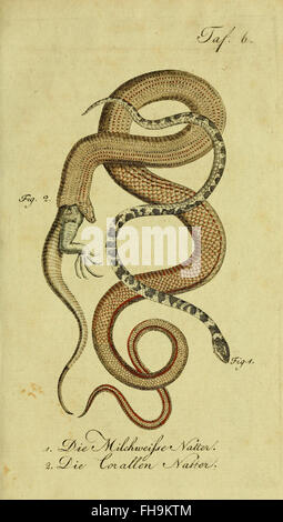 Une œuvre du XIXe siècle de Herrn de la Cepede, axée sur l'histoire naturelle des amphibiens, des reptiles et des serpents, avec des descriptions détaillées et des illustrations. Banque D'Images