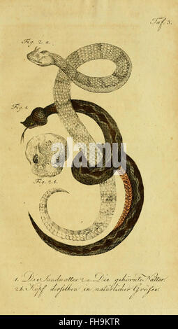 Une œuvre de Herrn de la Cepede détaillant les amphibiens, les reptiles et les serpents, avec descriptions et illustrations, hébergée à l'Université Harvard et MCZ. Banque D'Images