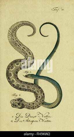 Un ouvrage fondateur de Herrn de la Cepede sur les amphibiens, les reptiles et les animaux à quatre pattes, fournissant des informations fondamentales sur la zoologie du début du XIXe siècle. Banque D'Images