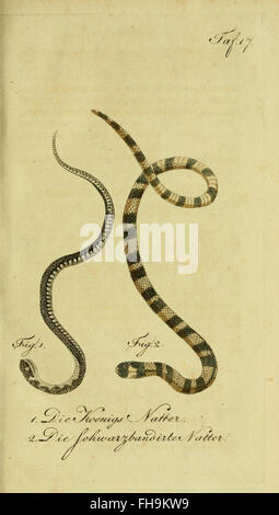 Un ouvrage d'histoire naturelle du XVIIIe siècle par de la Cepede, étudiant les amphibiens, les reptiles et les créatures à quatre pattes, y compris des descriptions détaillées de diverses espèces. Banque D'Images