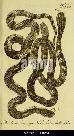 Un ouvrage historique de Herrn de la Cepede détaillant l’histoire naturelle des amphibiens, des quadrupèdes et des serpents, conservé dans la MCZ de l’Université Harvard et la bibliothèque Ernst Mayr. Banque D'Images