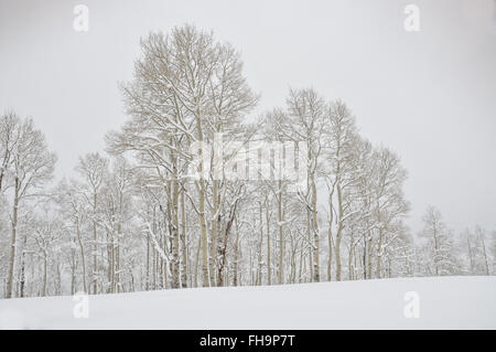 Vue éloignée sur grand peuplement d'arbres tremble mature recouverte de neige. Banque D'Images