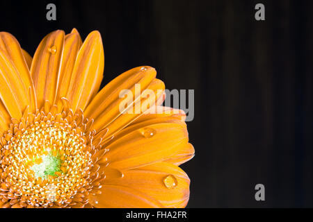 Gerbera Jaune fleur sur le bureau en bois. Selective focus, tonique Banque D'Images