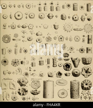 Lethaea rossica, ou, Paléontologie de la Russie 1852 Banque D'Images