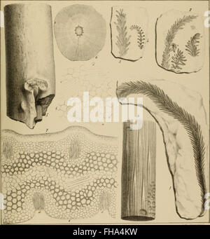 Lethaea Rossica, ou, Paléontologie de la Russie (1852), Banque D'Images