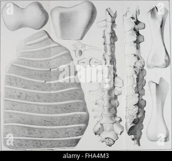 Lethaea rossica, UO, Paléontologie de la Russie (1852) Banque D'Images