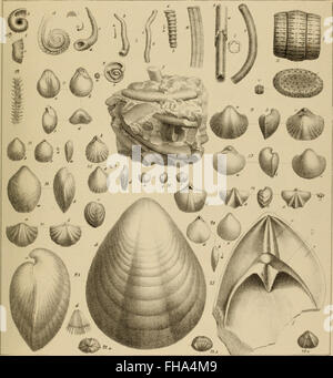 Lethaea Rossica, ou, Paléontologie de la Russie (1852) Banque D'Images