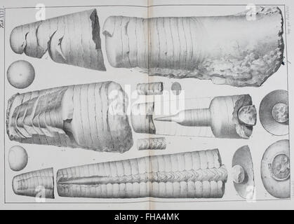 Lethaea rossica, UO, Paléontologie de la Russie (1852) Banque D'Images