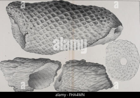 Lethaea Rossica, ou, Paléontologie de la Russie (1852) Banque D'Images