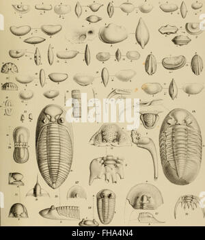Lethaea rossica, UO, Paléontologie de la Russie (1852) Banque D'Images
