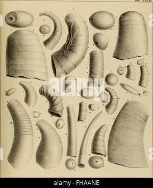 Lethaea rossica, UO, Paléontologie de la Russie (1852) Banque D'Images