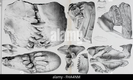 Lethaea rossica, ou, Paléontologie de la Russie (1852), Banque D'Images