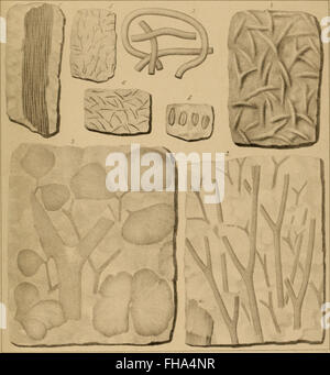 Lethaea rossica, ou, Paléontologie de la Russie (1852), un ouvrage paléontologique sur les formes de vie fossilisées de la Russie, détaillant les espèces anciennes et leurs contextes géologiques. Banque D'Images