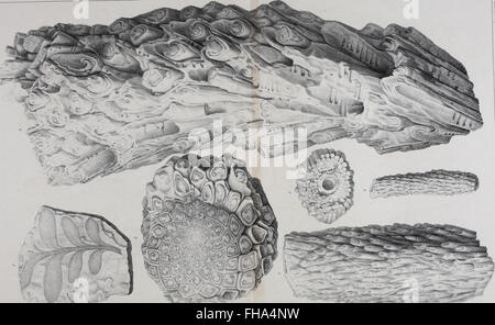 Lethaea rossica, UO, Paléontologie de la Russie (1852) Banque D'Images