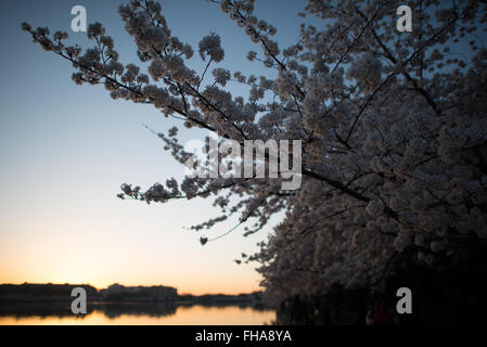 WASHINGTON DC — les cerisiers en fleurs bordent le Tidal Basin au lever du soleil. Le Jefferson Memorial est visible en arrière-plan, entouré par les arbres à fleurs qui ont été un cadeau du Japon en 1912. Banque D'Images