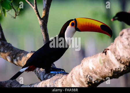 Toco Toucan sur une branche Banque D'Images