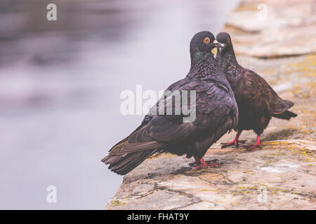 Deux pigeons sur un poteau de bois montrer mon affection l'un envers l'autre Banque D'Images