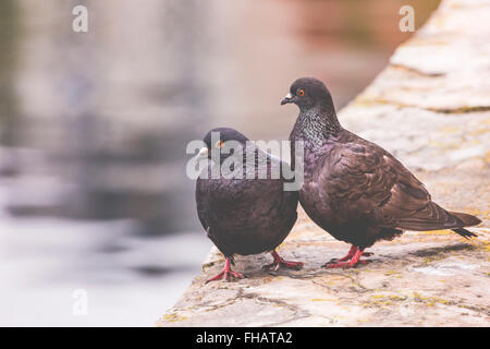 Deux pigeons sur un poteau de bois montrer mon affection l'un envers l'autre Banque D'Images