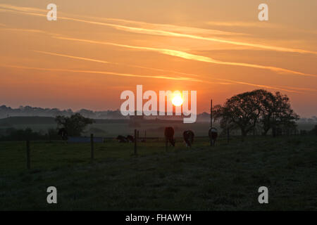Les vaches dans le champ au lever du soleil près de Beeston Cheshire Banque D'Images