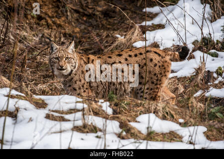 Le lynx eurasien (Lynx lynx) montrant les couleurs de camouflage de chasse dans la taïga, dans la neige en hiver / printemps Banque D'Images