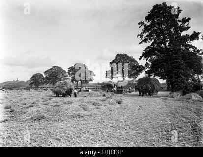 La récolte du foin en scène rurale en été Shropshire England Angleterre Uk 1950 Banque D'Images