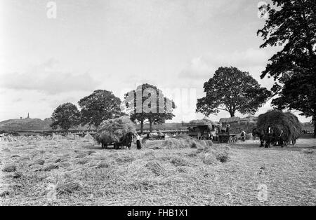 La récolte du foin en scène rurale en été Shropshire England Angleterre Uk 1950 Banque D'Images