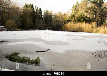 / Congelés étang glacé sur une journée l'hiver entouré d'arbres et de feuillages Banque D'Images