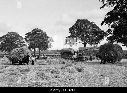 La récolte du foin en scène rurale en été Shropshire England Angleterre Uk 1950 Banque D'Images