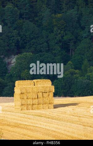 Pile de ballots de foin récolté en carrés domaine. Fond des bois. Banque D'Images