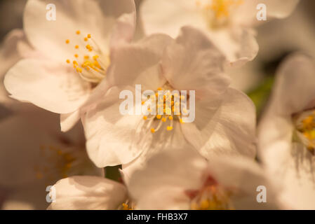Fleurs de cerisier blanc à Washington DC / WASHINGTON DC — Une vue macro montre les détails des fleurs de cerisier blanc Yoshino en pleine floraison le long du Tidal Basin. Ces arbres à fleurs, un cadeau du Japon en 1912, sont au centre du festival annuel national des cerisiers en fleurs de la ville. Banque D'Images